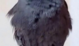 八哥最新爆料视频,揭秘娱乐圈惊人内幕！